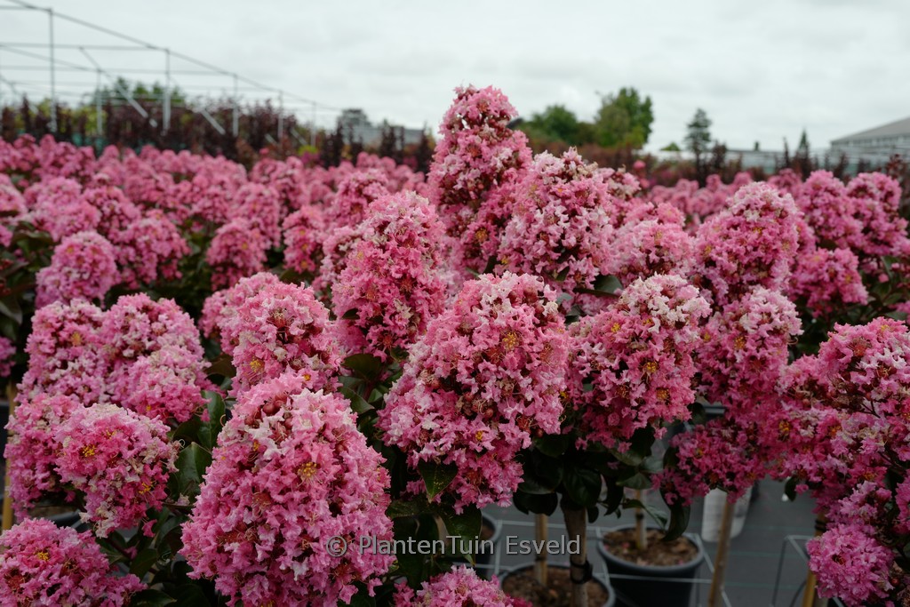 Lagerstroemia indica ‚Coral Magic‘