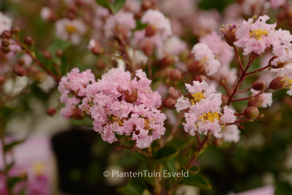 Lagerstroemia indica ‚LAGE01‘ (EVELINE)