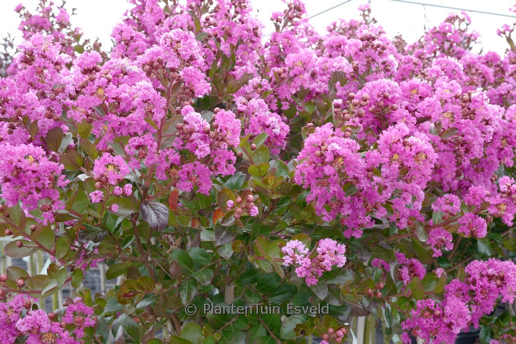 Lagerstroemia indica ‚Maroon Star‘