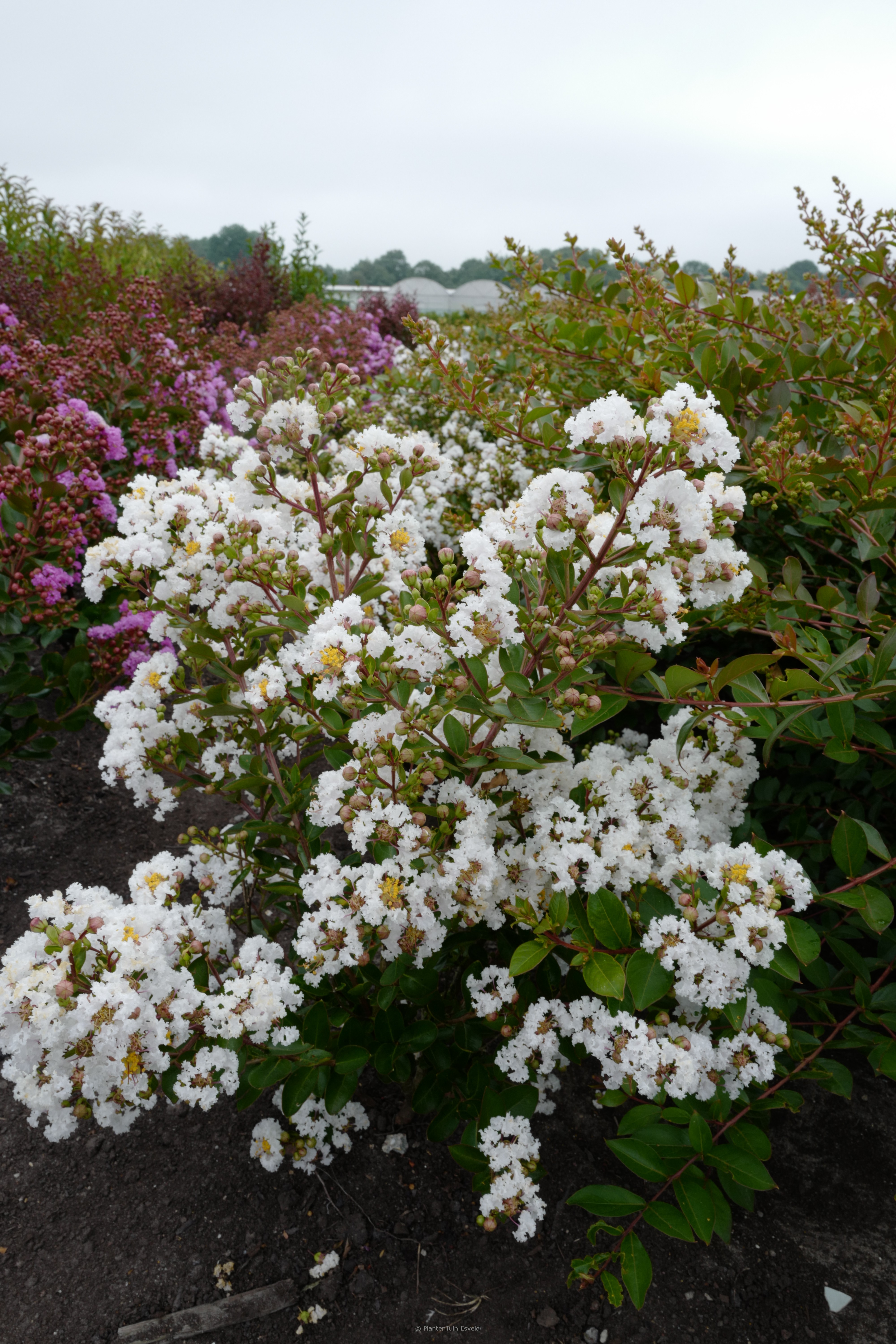 Lagerstroemia indica ‚Milabla‘ (WITH LOVE VIRGIN)