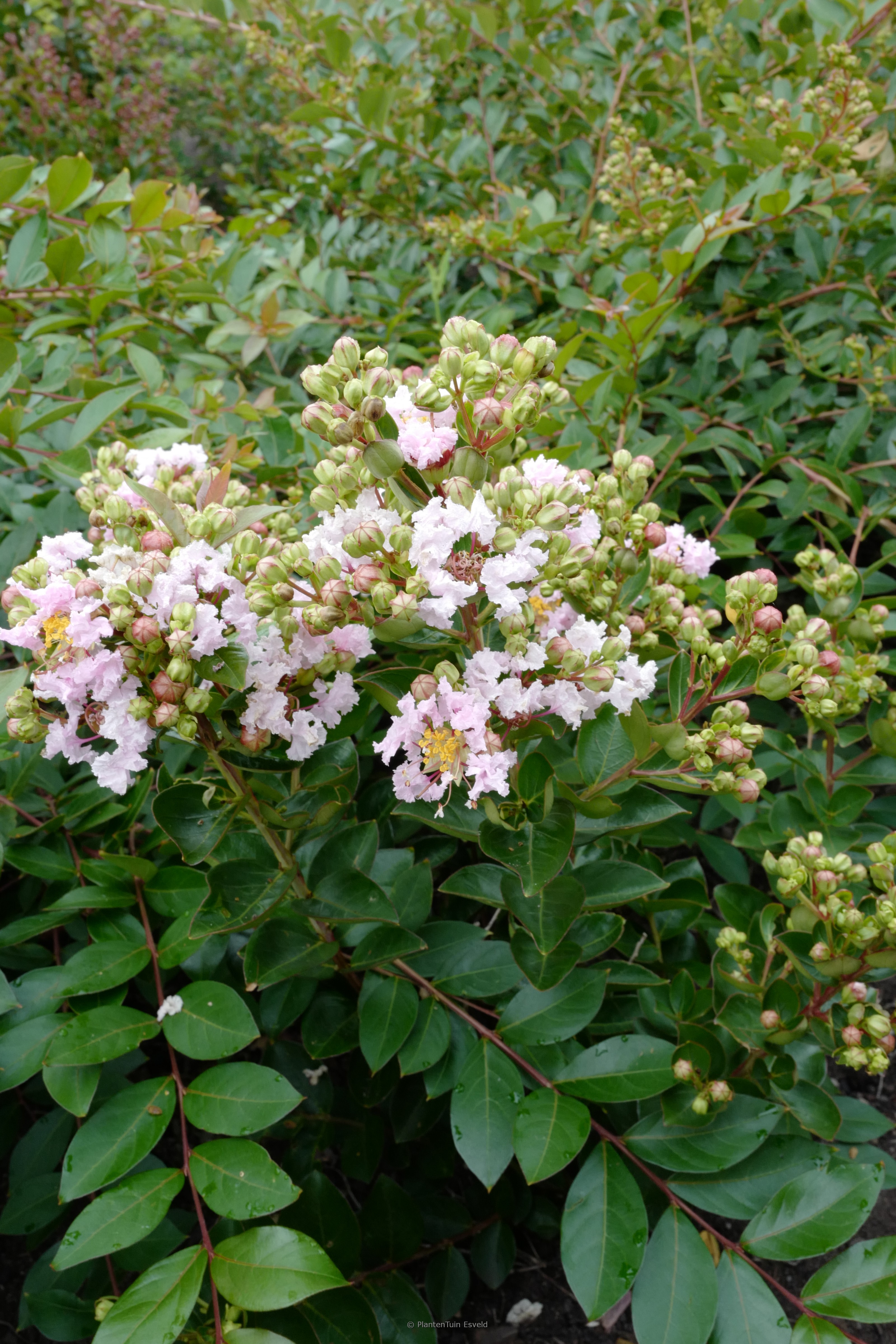 Lagerstroemia indica ‚Milaperl‘ (WITH LOVE BABE)