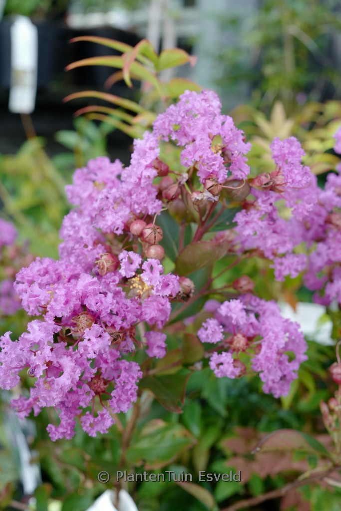Lagerstroemia indica ‚Milavio‘ (WITH LOVE ETERNAL)