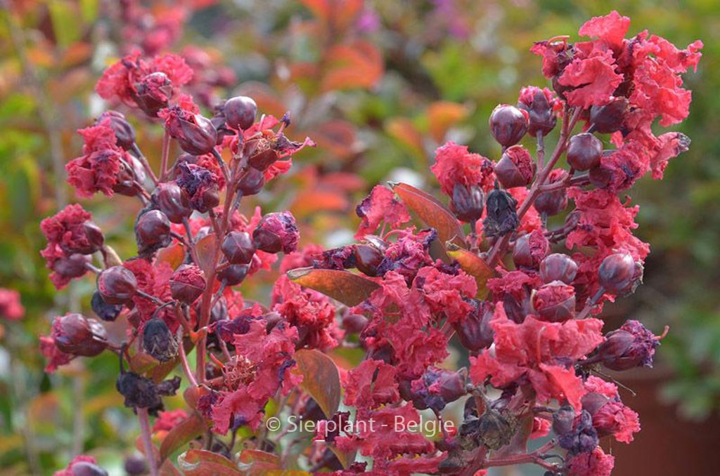 Lagerstroemia indica ‚Petite Red‘