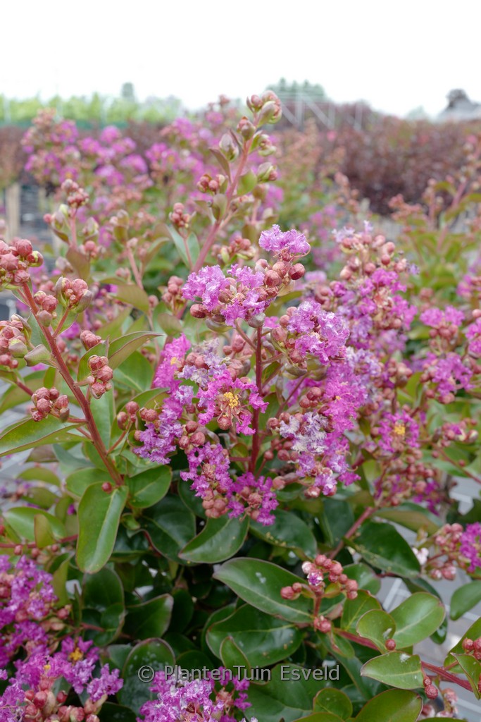 Lagerstroemia indica ‚Purple Star‘