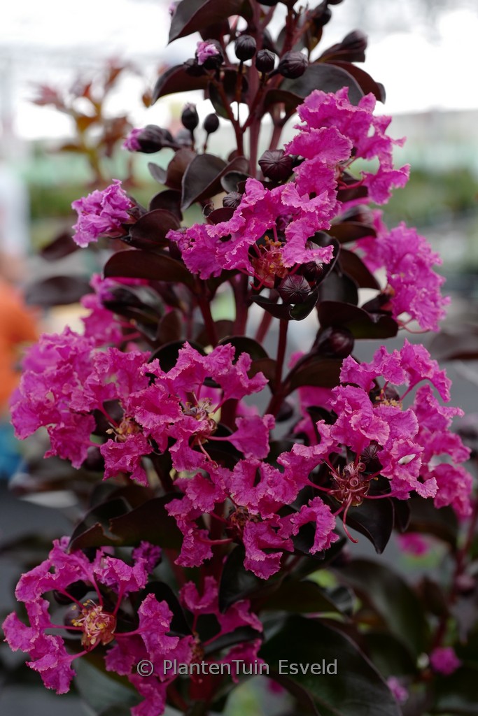 Lagerstroemia indica ‚Rhapsody in Blue‘