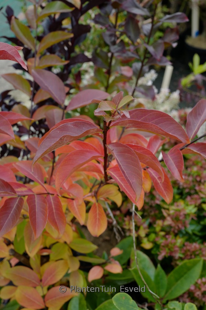 Lagerstroemia indica ‚Sarah’s Favorite‘