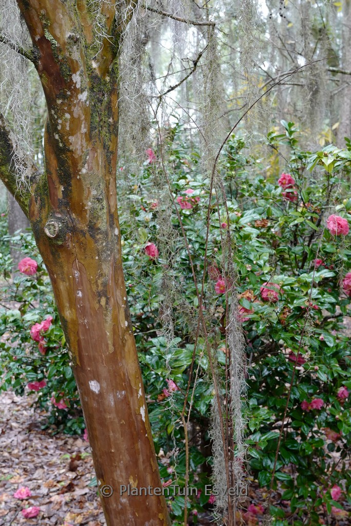 Lagerstroemia indica ‚Tuscarora‘