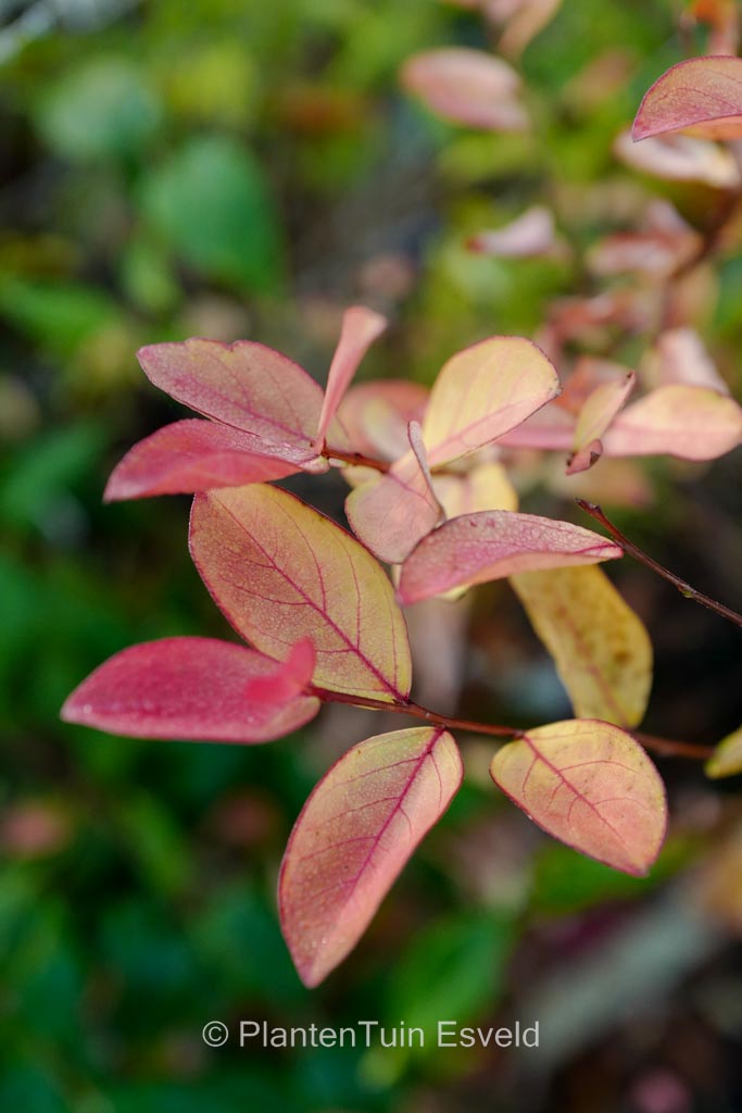 Lagerstroemia indica ‚Victoria‘