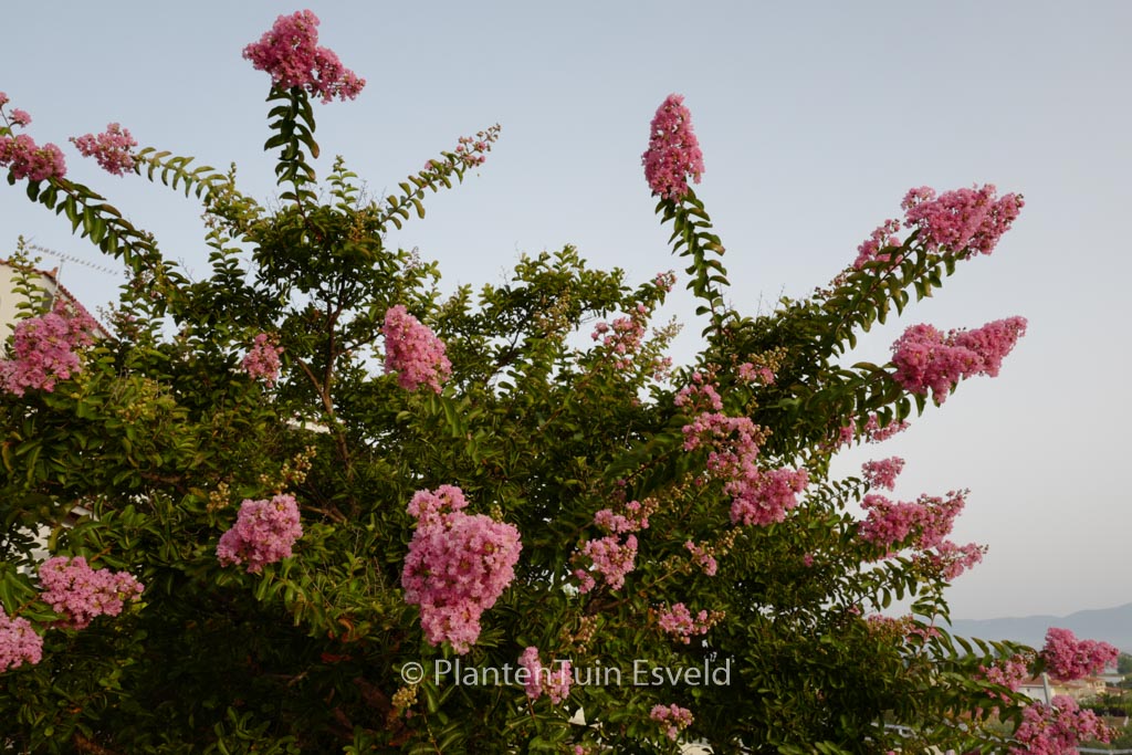 Lagerstroemia indica