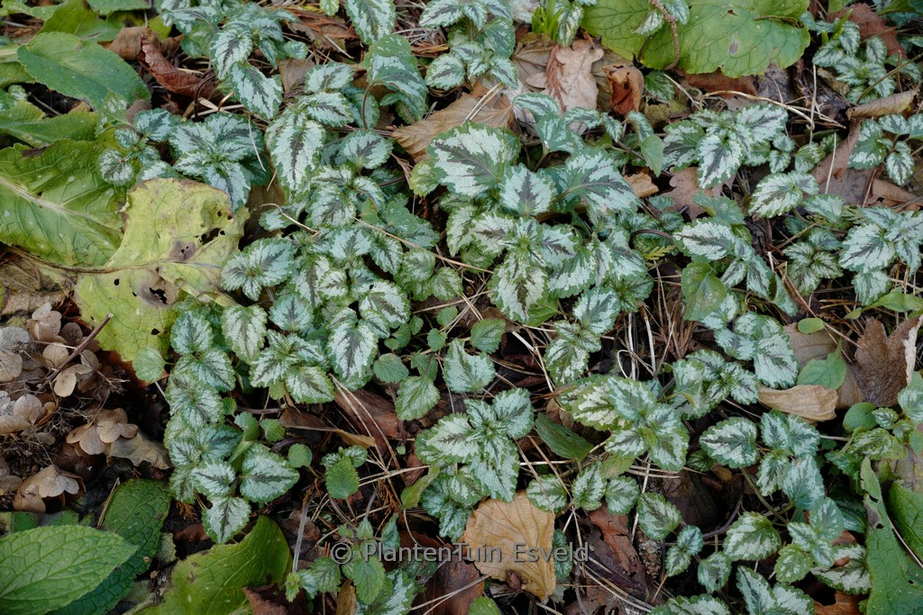 Lamiastrum galeobdolon ‚Florentinum‘
