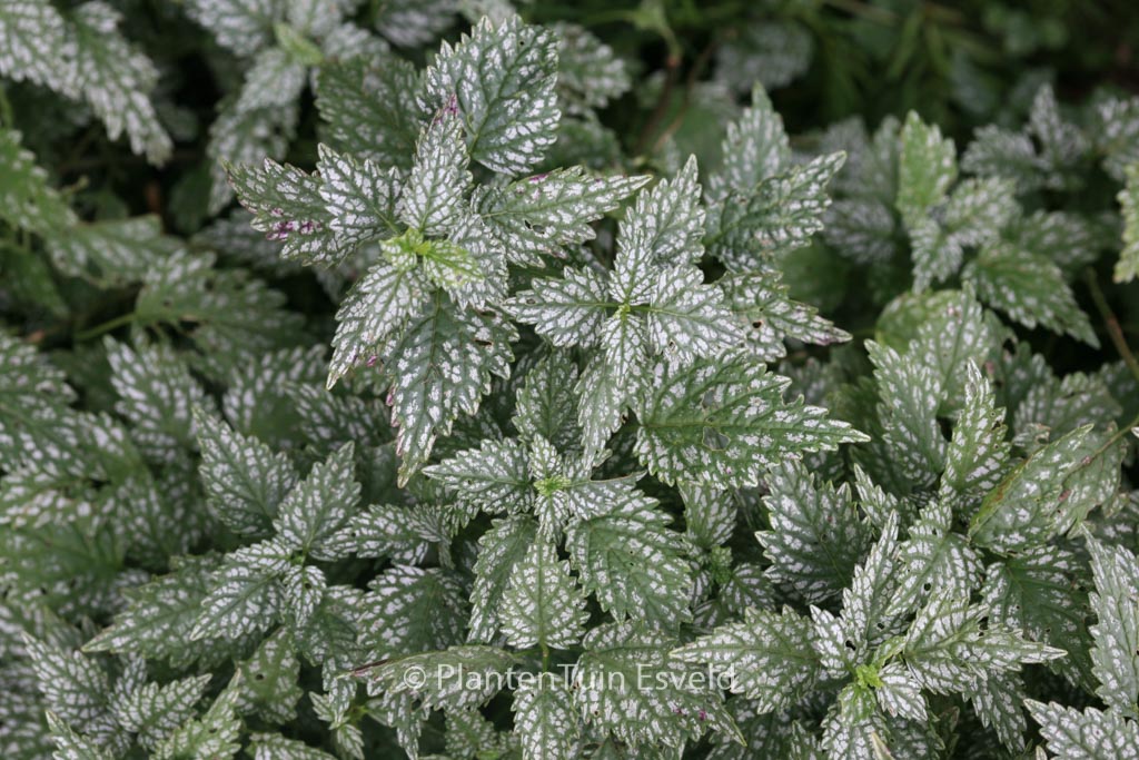Lamiastrum galeobdolon ‚Herman’s Pride‘