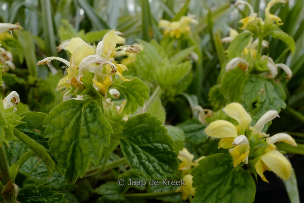 Lamiastrum galeobdolon ‚Kirkcudbright Dwarf‘