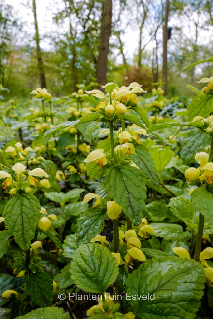 Lamiastrum galeobdolon