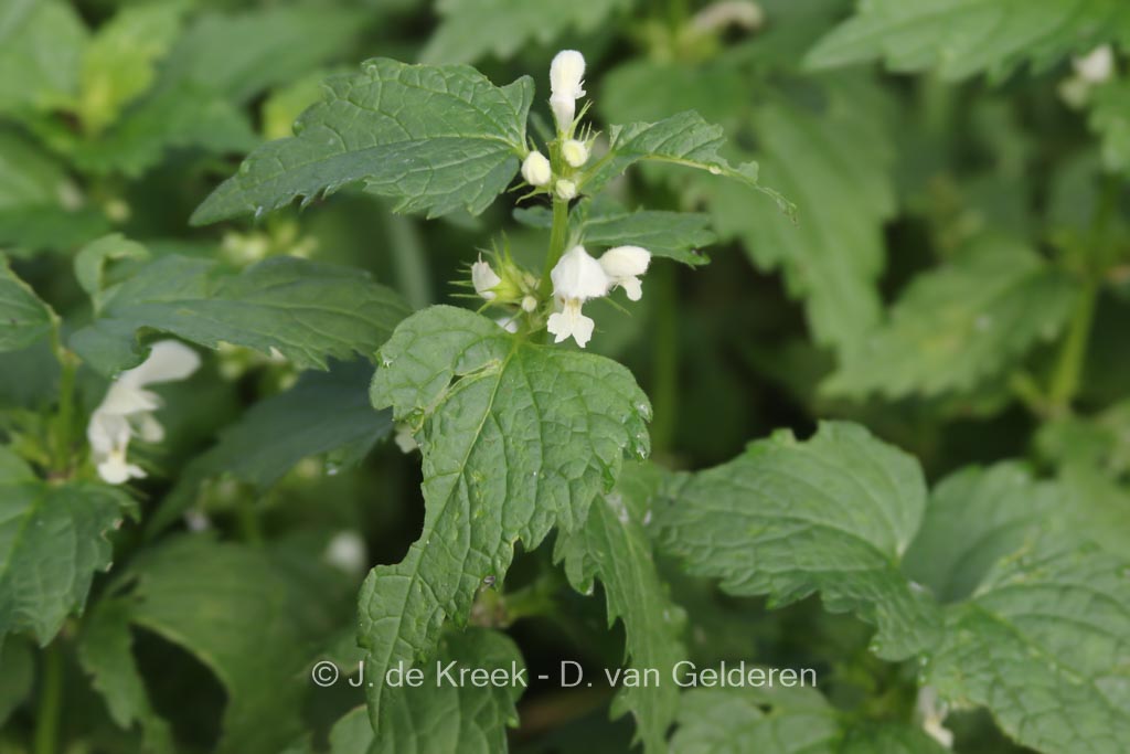 Lamium album