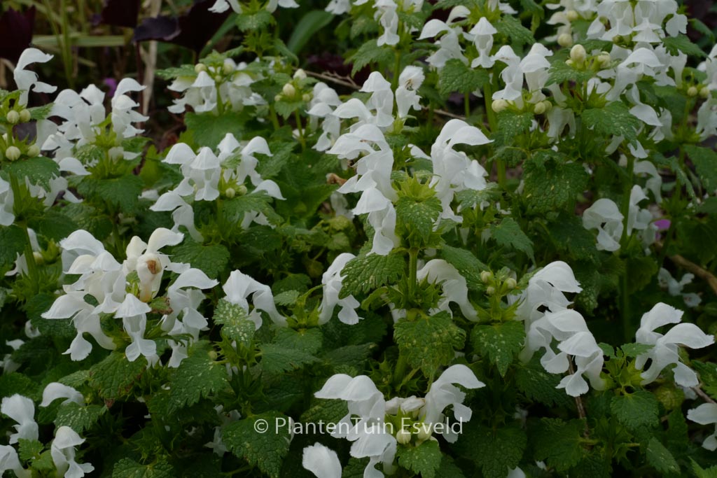Lamium maculatum ‚Album‘