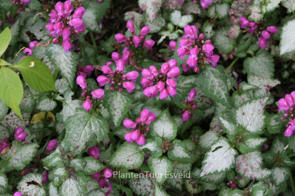 Lamium maculatum ‚Beacon Silver‘
