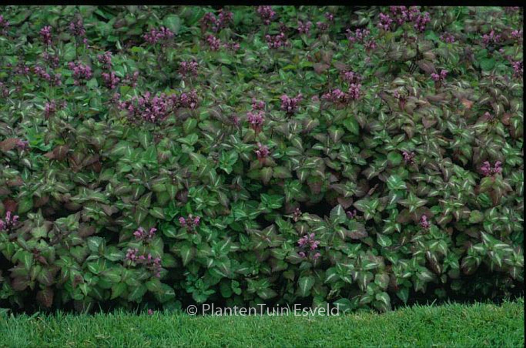 Lamium maculatum ‚Chequers‘