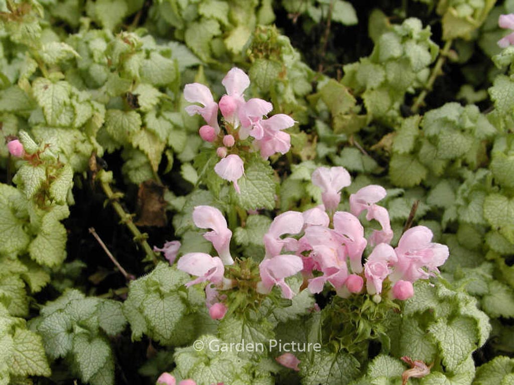 Lamium maculatum ‚Pink Pewter‘