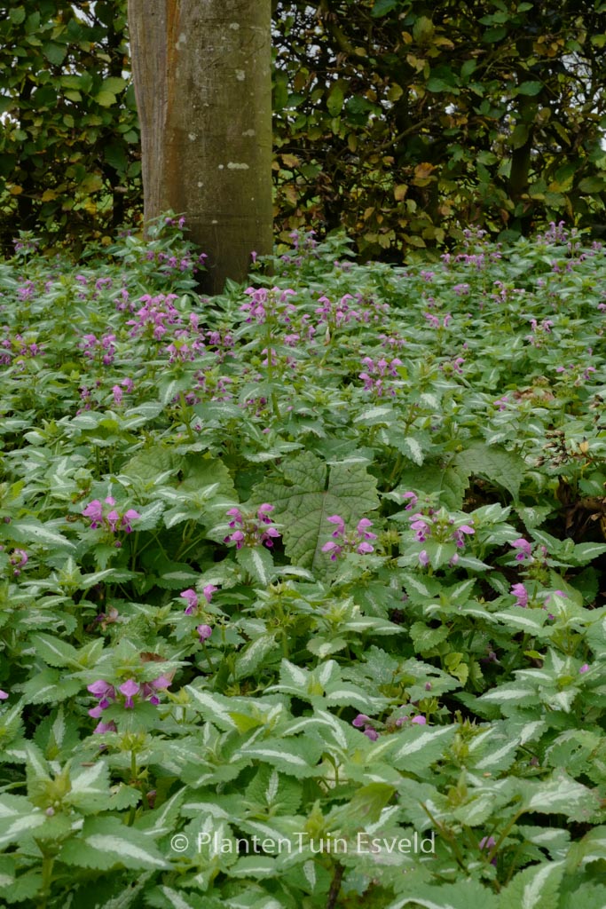 Lamium maculatum ‚Roseum‘