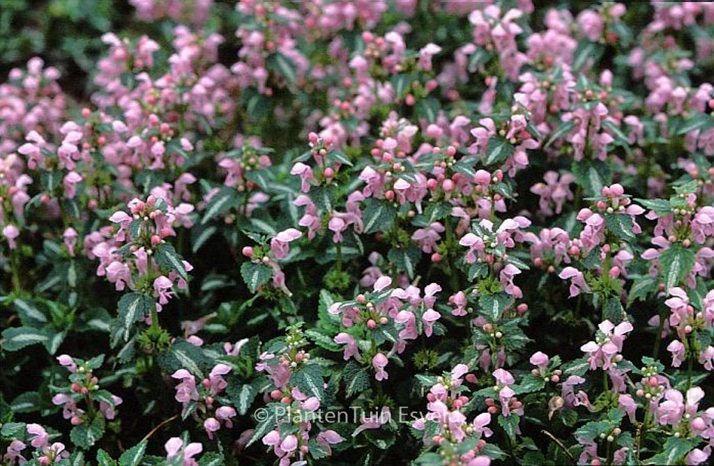Lamium maculatum ‚Shell Pink‘