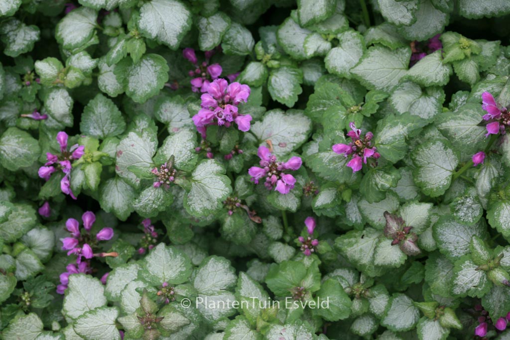 Lamium maculatum ‚Sterling Silver‘
