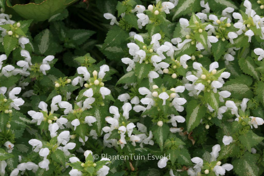 Lamium maculatum ‚White Nancy‘