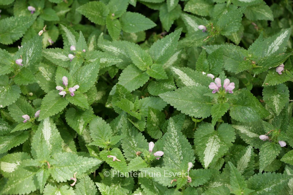 Lamium maculatum