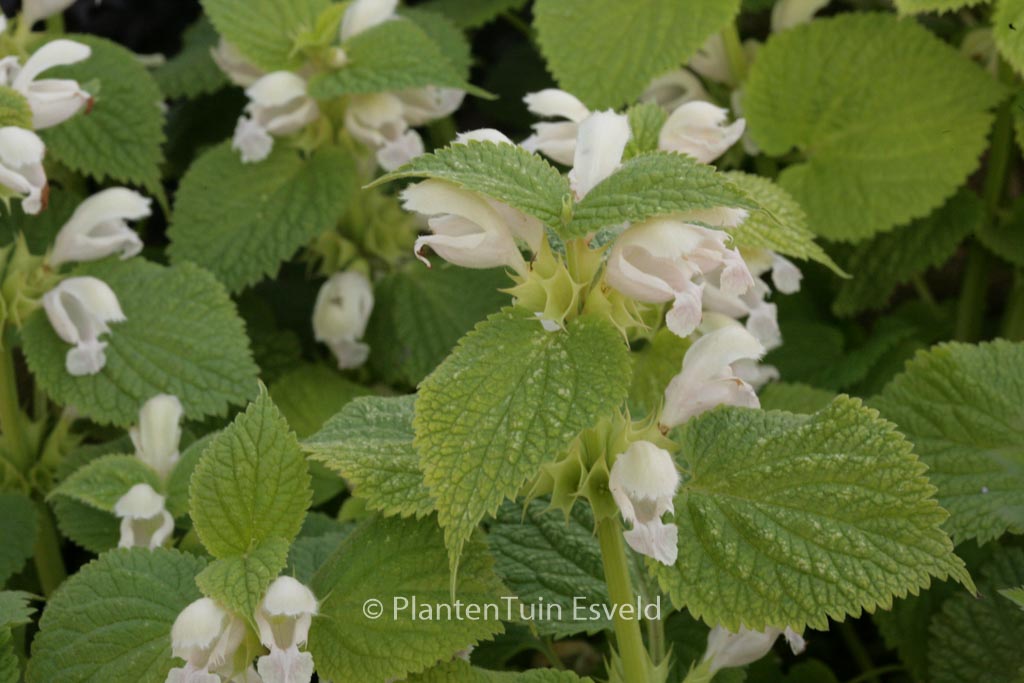 Lamium orvala ‚Album‘