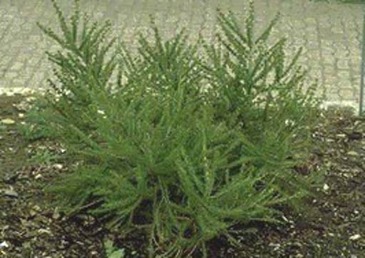 Larix decidua ‚Kornik‘