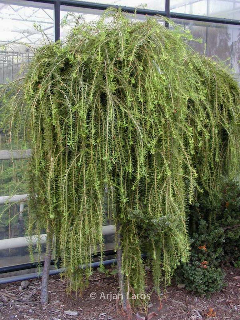 Larix decidua ‚Puli‘