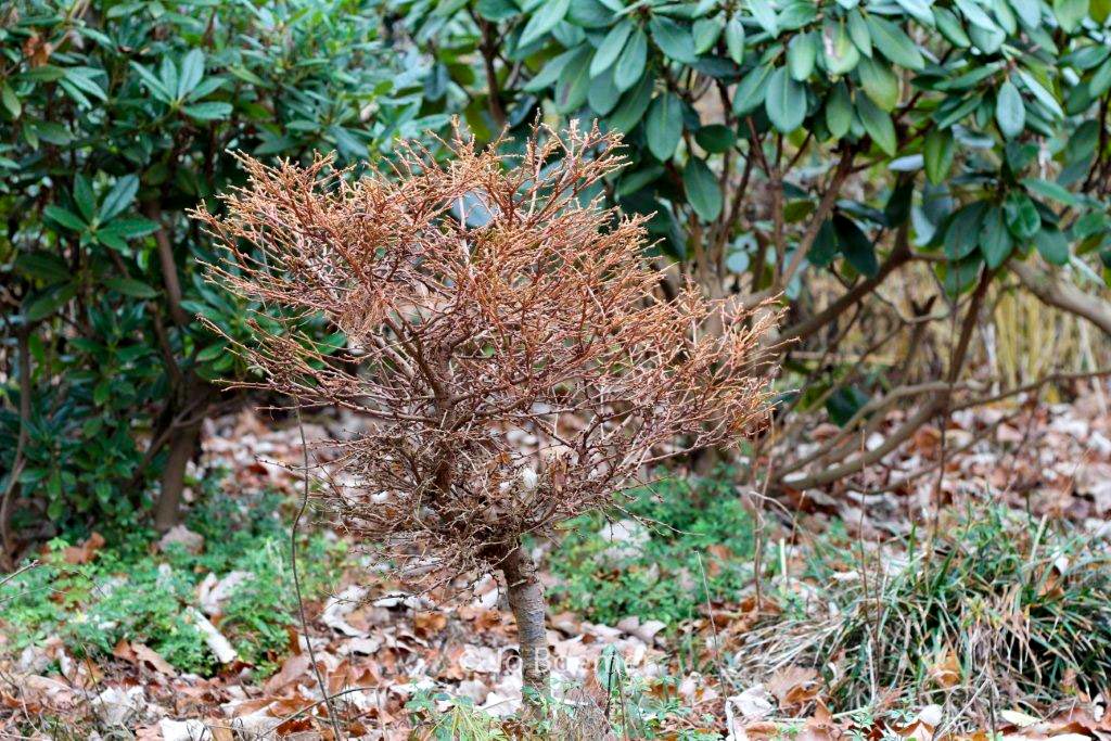 Larix gmelinii ‚Dortmund‘