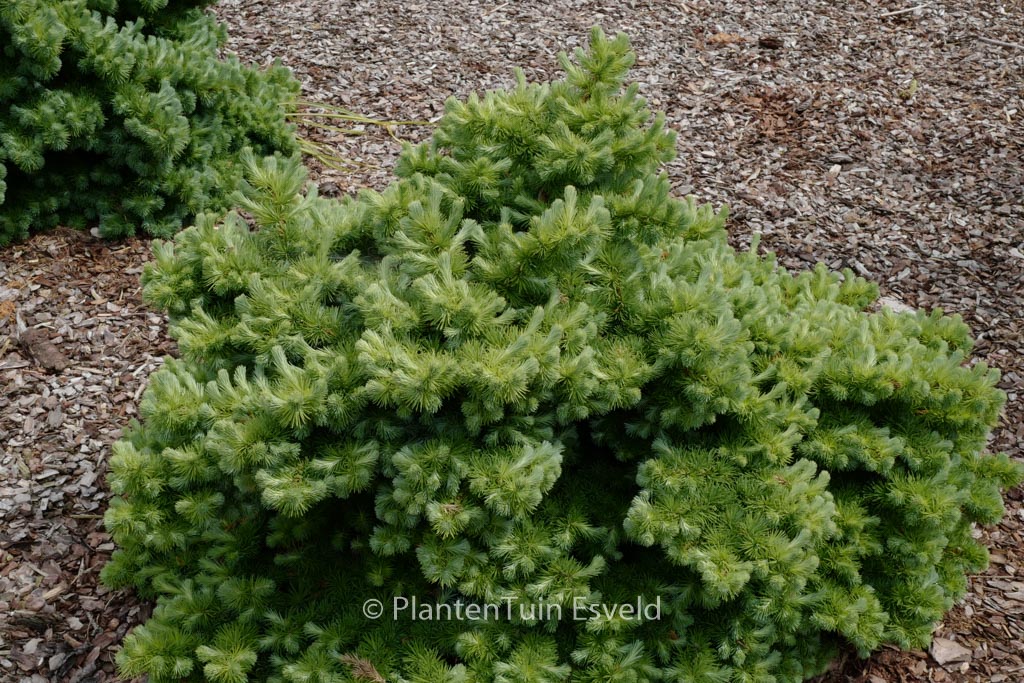 Larix kaempferi ‚Blue Dwarf‘