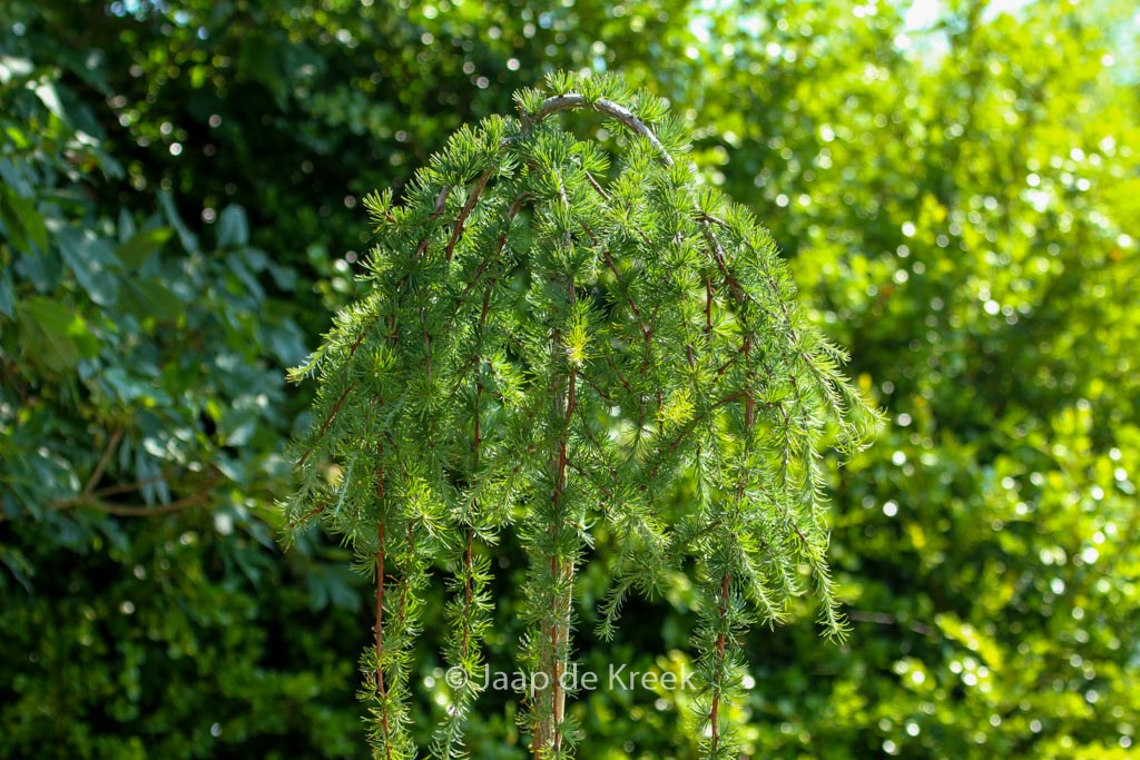Larix kaempferi ‚Stiff Weeper‘