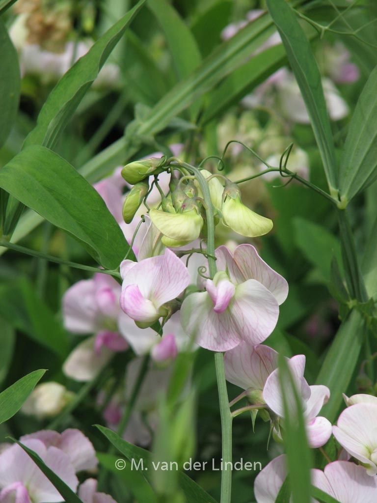Lathyrus latifolius ‚Pink Pearl‘