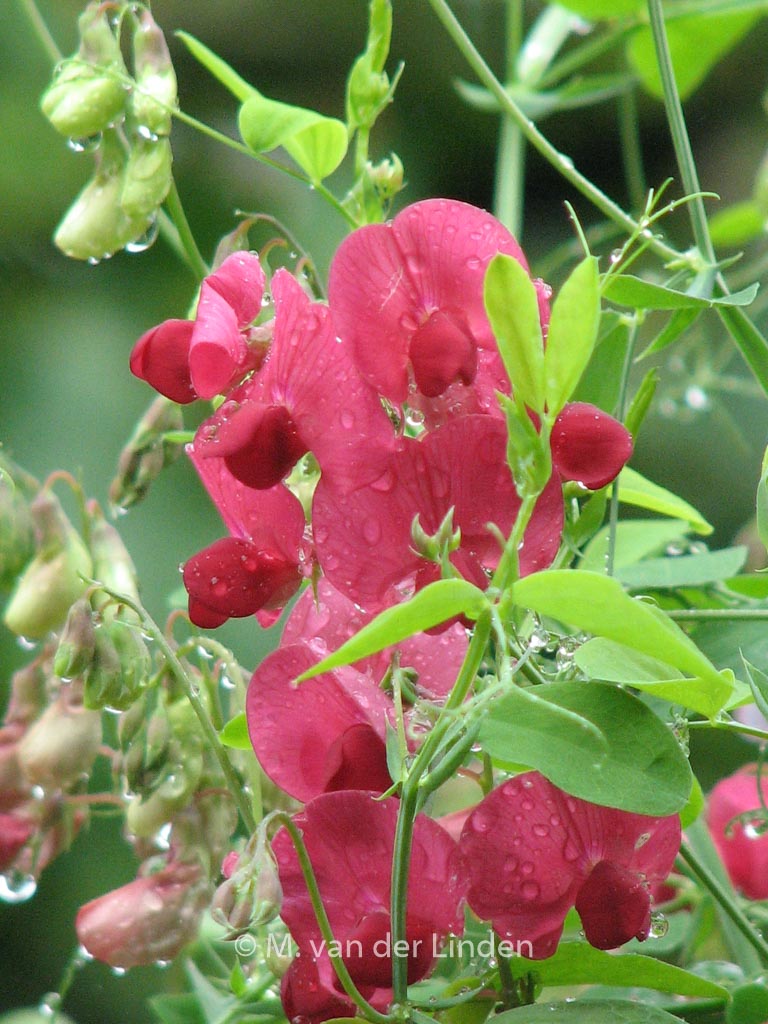 Lathyrus latifolius ‚Red Pearl‘