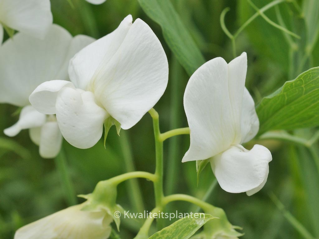 Lathyrus latifolius ‚White Pearl‘