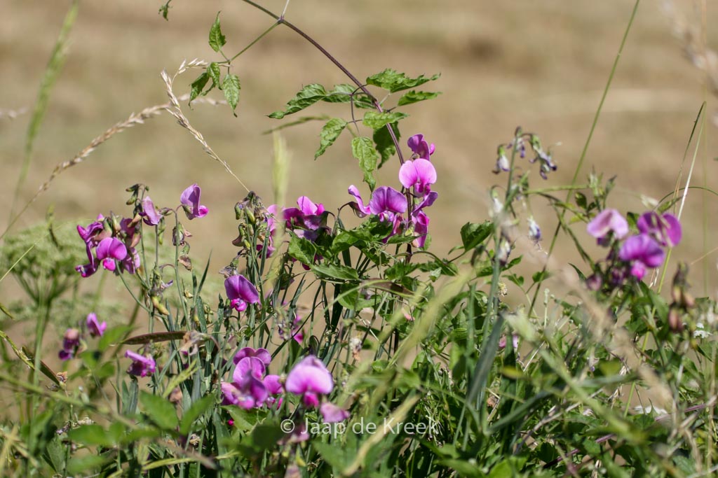 Lathyrus sylvestris