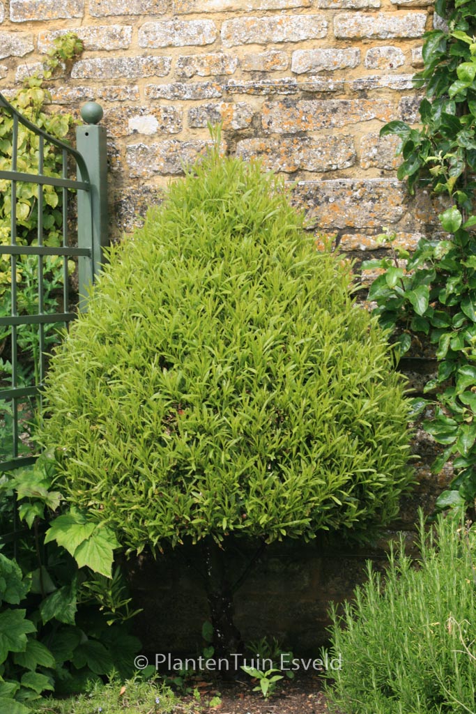 Laurus nobilis ‚Angustifolia‘