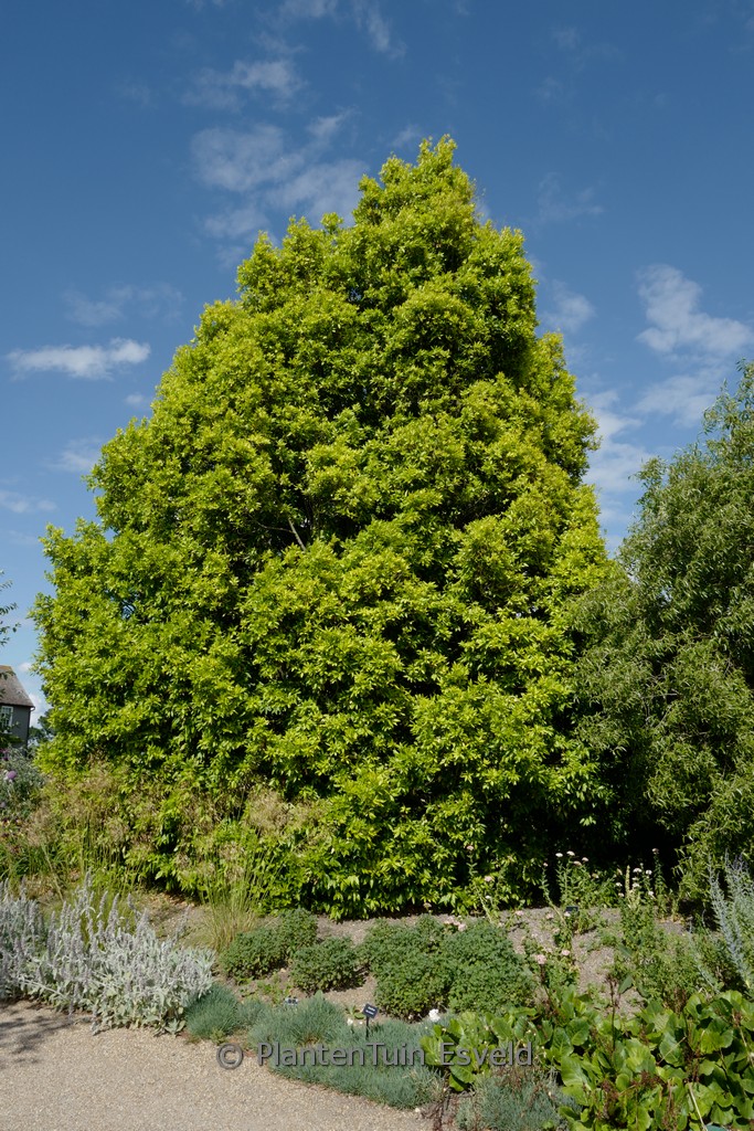 Laurus nobilis ‚Aurea‘