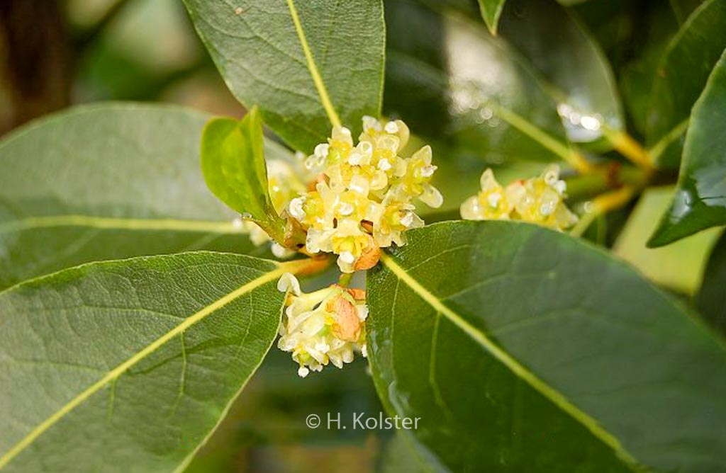 Laurus nobilis x Umbellularia californica