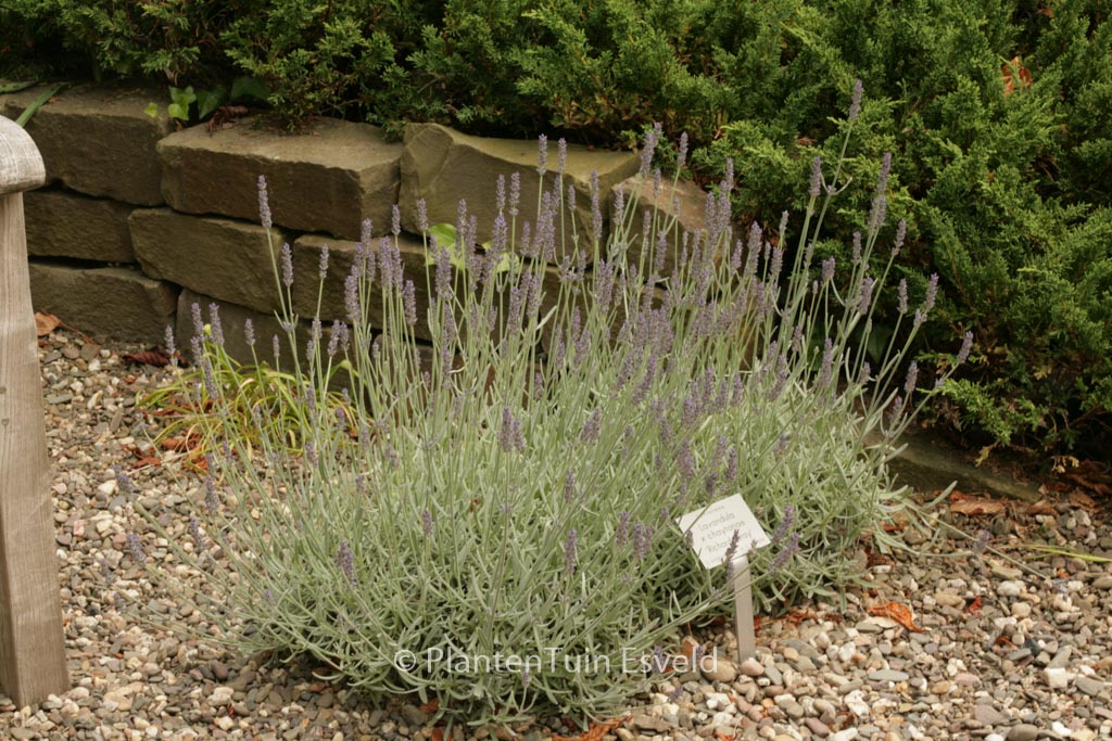Lavandula ‚Richard Gray‘