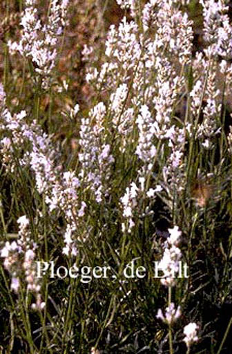 Lavandula angustifolia ‚Alba‘