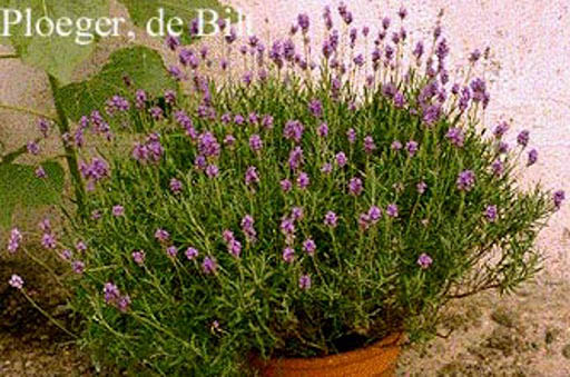 Lavandula angustifolia ‚Dwarf Blue‘