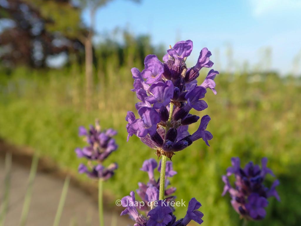 Lavandula angustifolia ‚Essance Purple‘