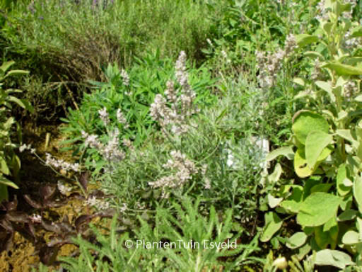 Lavandula angustifolia ‚Hidcote Pink‘