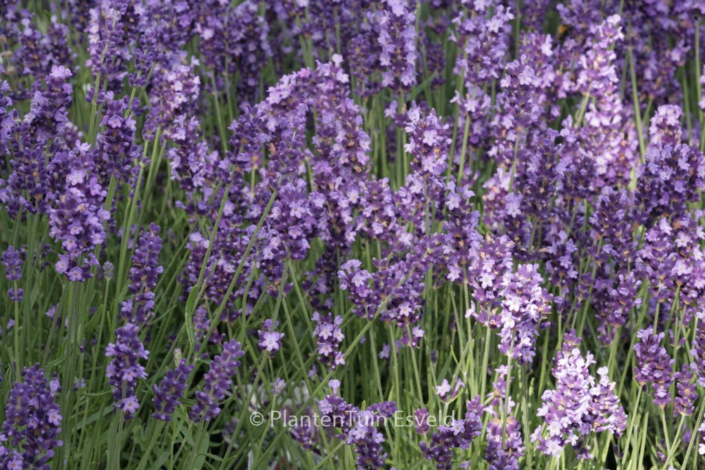 Lavandula angustifolia ‚Hidcote‘