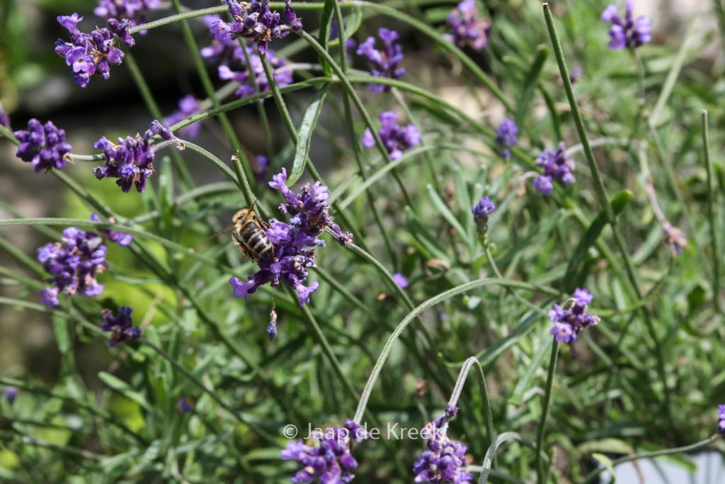 Lavandula angustifolia ‚Imperial Gem‘