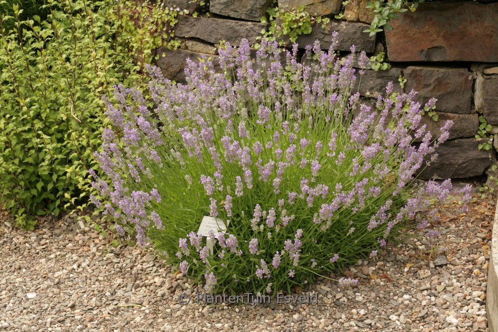 Lavandula angustifolia ‚Lavender Lady‘