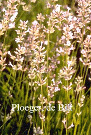 Lavandula angustifolia ‚Loddon Pink‘