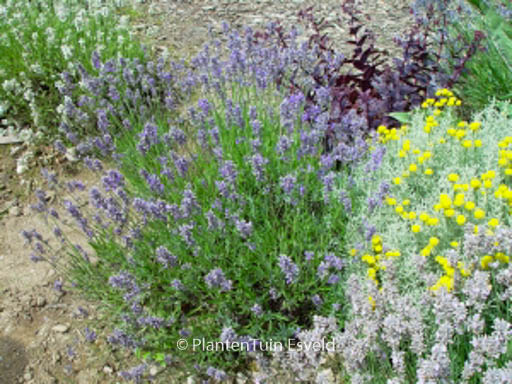 Lavandula angustifolia ‚Middachten‘